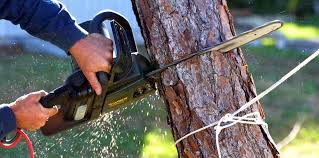 Reliable Hawley, PA Tree Removal Solutions